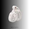 White Cobra Chastity Cage